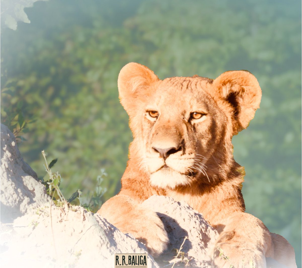 Queen of the Savannah Plains, The Lioness Reigns 

#photography #wildlifephotography #Lion #BBCWildlifePOTD #wildlife @Natures_Voice @BBCSpringwatch #Africa