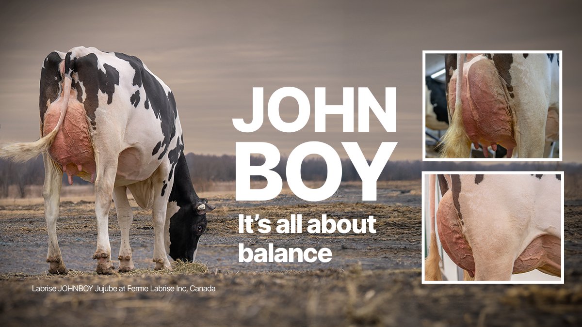 From #STgenetics #BalancedBreeding Sires comes JOHNBOY, bringing a profitable amount of production along with the right kind of Type! #JOHNBOY is +2830 TPI +1.59 PTAT +1.89 UDC 🇺🇸+94 kg Fat +.55% +77 kg Prot +.40% 🇨🇦 A2A2. Available in #Ultraplus™. More: mla.bs/a8a7f0a5