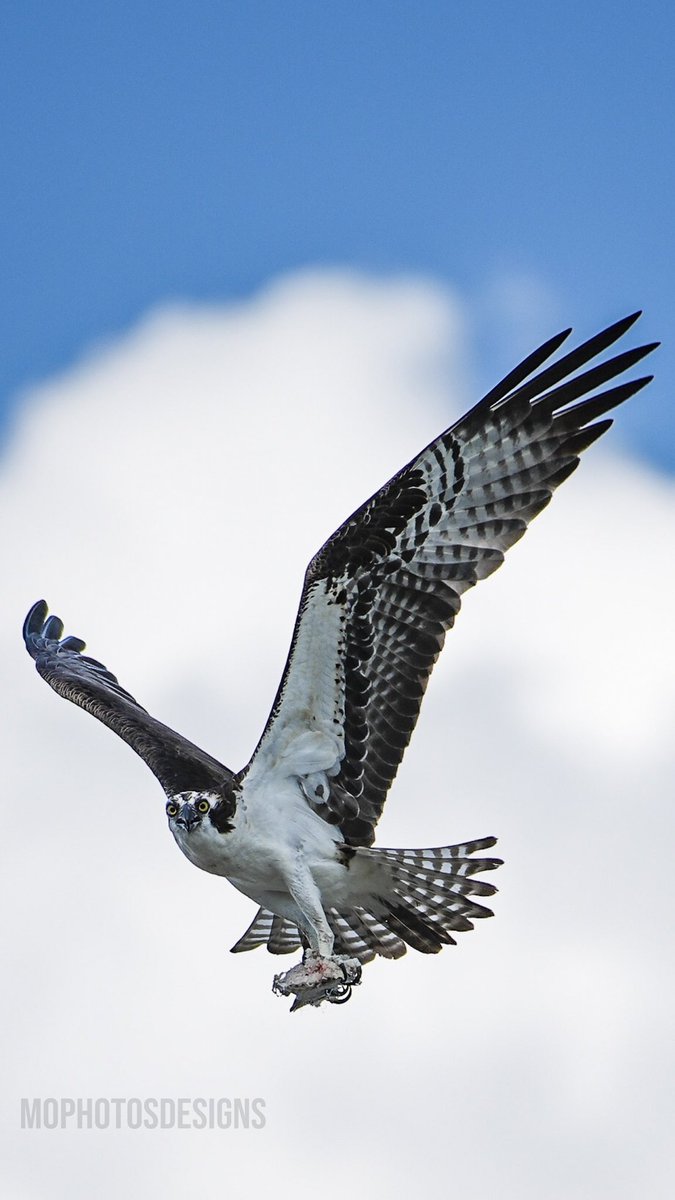 Captured this Osprey today📸
-
Taken by me
-
#osprey #wildlifephotography #wildlife #birdphotography #natgeo #nationalgeographic