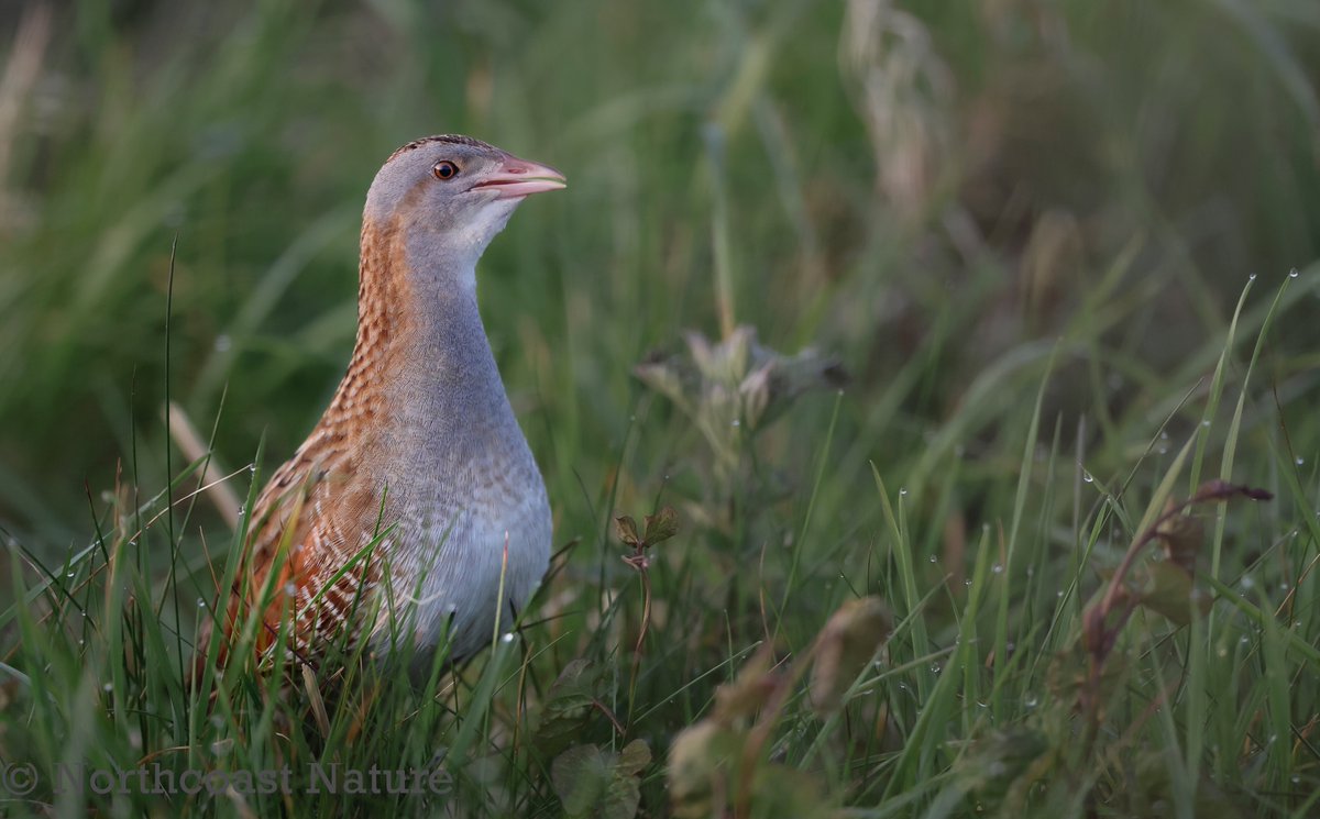 Traonach. crex crex. Corncrake. Rathlin Island. Co Antrim. @Irishwildlife @UlsterWildlife @nibirds @Ballycastle_NI @VisitCauseway @RSPBNI @JakkiMoores @natureofrathlin @LIFERathlin