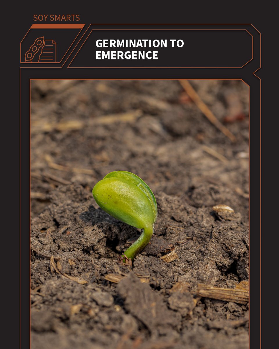 Optimal soybean crop establishment first requires successful germination and emergence. Read about all the factors that go into getting your #soybeans started off strong. dekalbasgrow.co/4a9qtCe 🌱📊