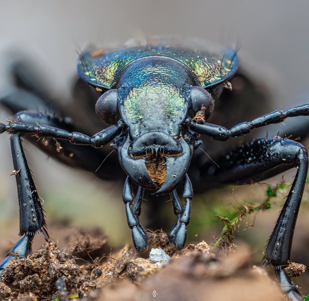 Meet the unsung heroes of the undergrowth: ground beetles, nature's own pest controllers.#MacroPhotography #WildlifePhotography #NatureIsBeautiful #InsectPhotography #CloseUpPhotography