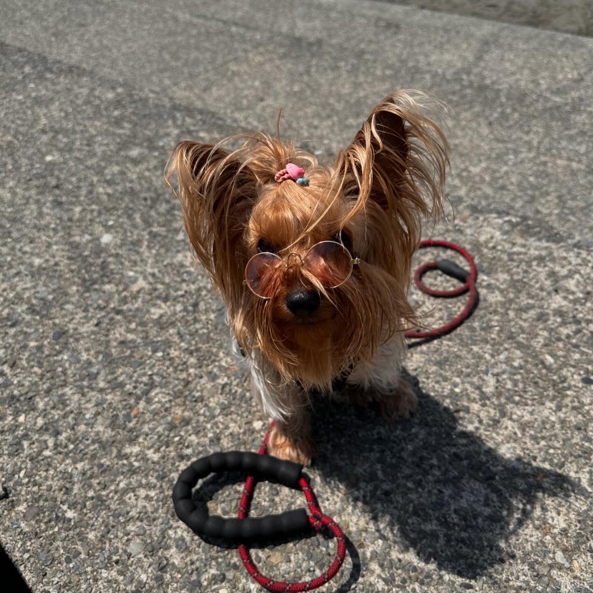 Hello 👋 #beachday #dogs