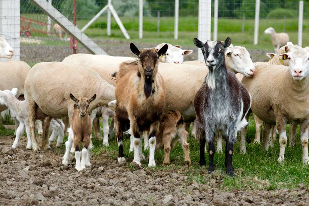 Don’t let domestic sheep mix with Bighorns. albertafarmexpress.ca/news/dont-let-…