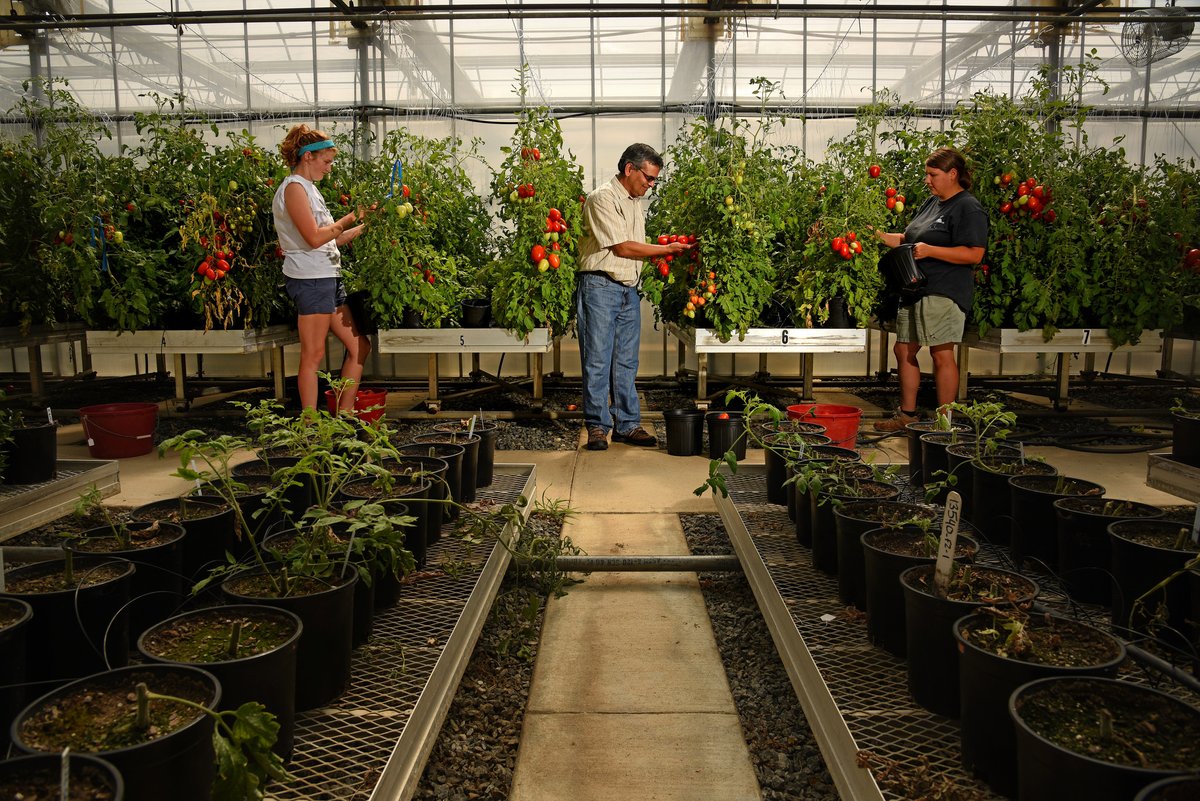 It's tomato planting season! 🍅 But what type of tomatoes should you grow? What are the differences? And how do you not kill them? In this episode of Homegrown, we will teach you how to pick a tomato variety that will produce the results you want: ncst.at/JFnf50Rwgwv