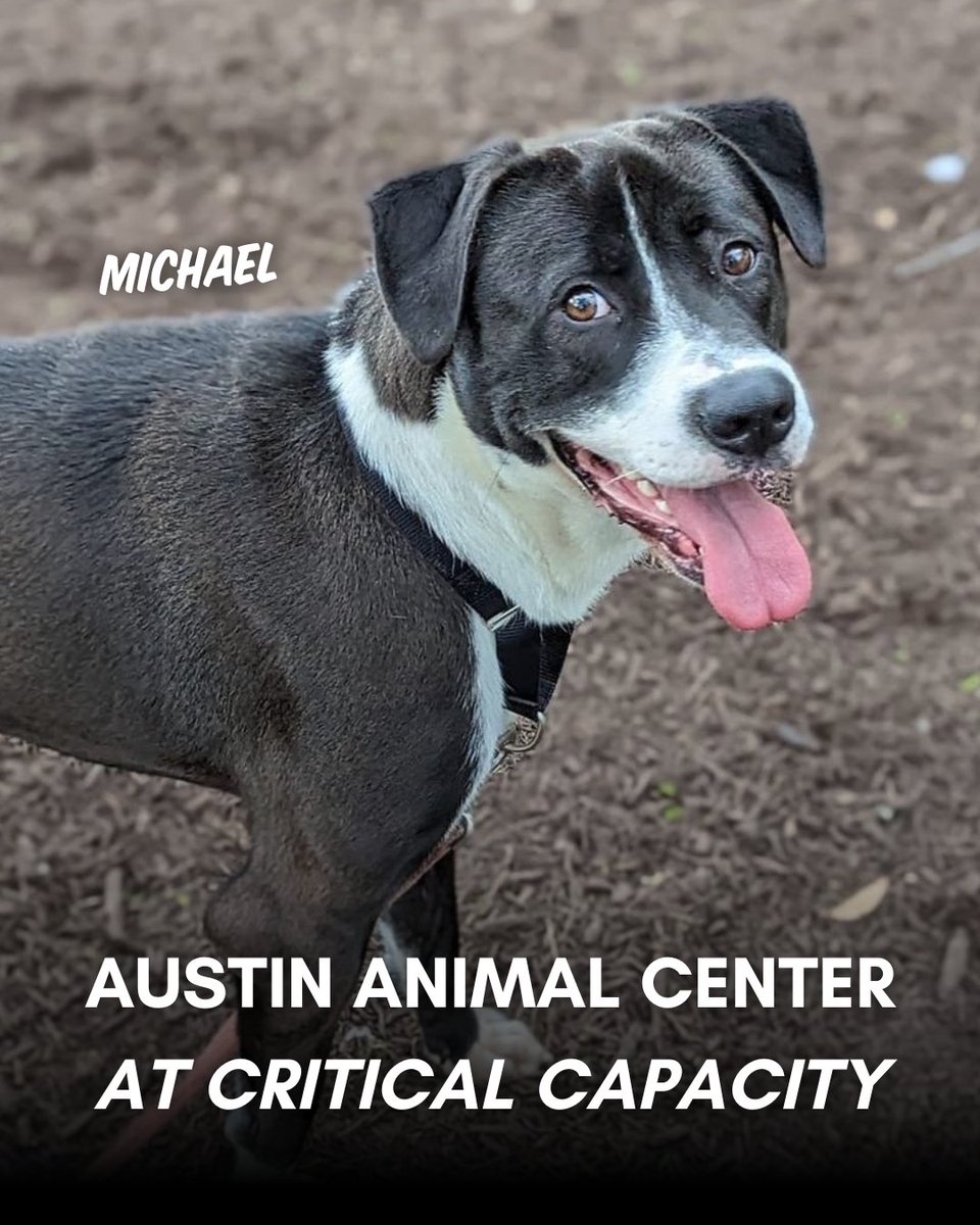 Austin Animal Center (@austinanimals) has put out a list of 32 dogs whose lives may be on the line. ‼️ Consider adopting or fostering a dog on their urgent placement list: austintexas.gov/page/urgent-pl… #austinanimalcenter #austinpetsalive #adopt #foster #austintx