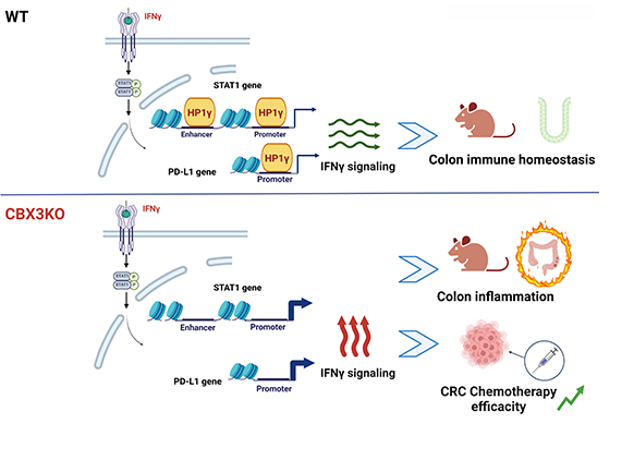 By ❌ negatively tuning IFNγ-stimulated immune 🧬 genes’ transcription, scientists reported that CBX3 participated in modulating colon inflammatory response and #ColorectalCancer chemo-resistance. 😎 Check it out in @EmboMolMed! bit.ly/3y1AYdv