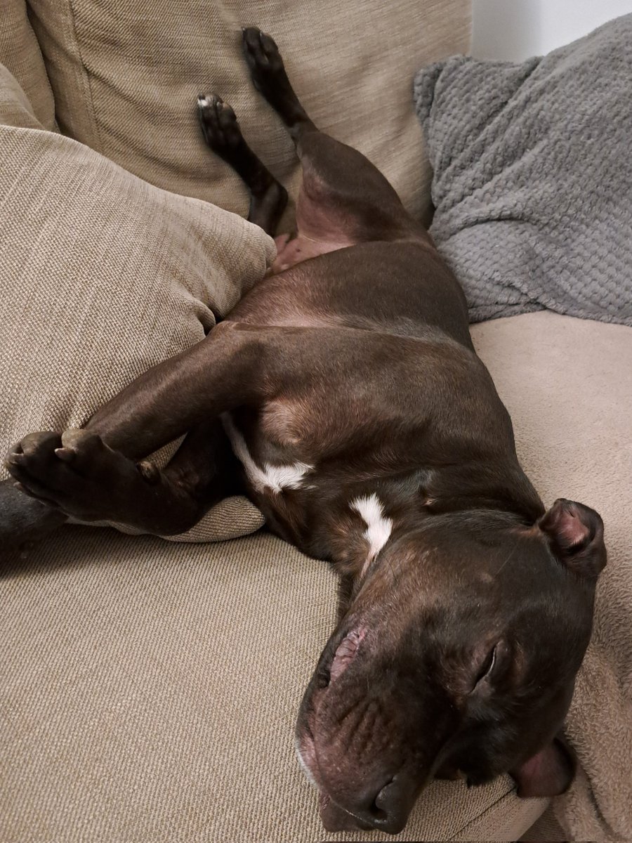 Knackered him out at last! 💤 🤣🐃❤️🤪🦖 #tarw #pup #staffordshirebullterrier @JulesAllenxx @IStaffies @Rosie5278 @Staffie_Lovers