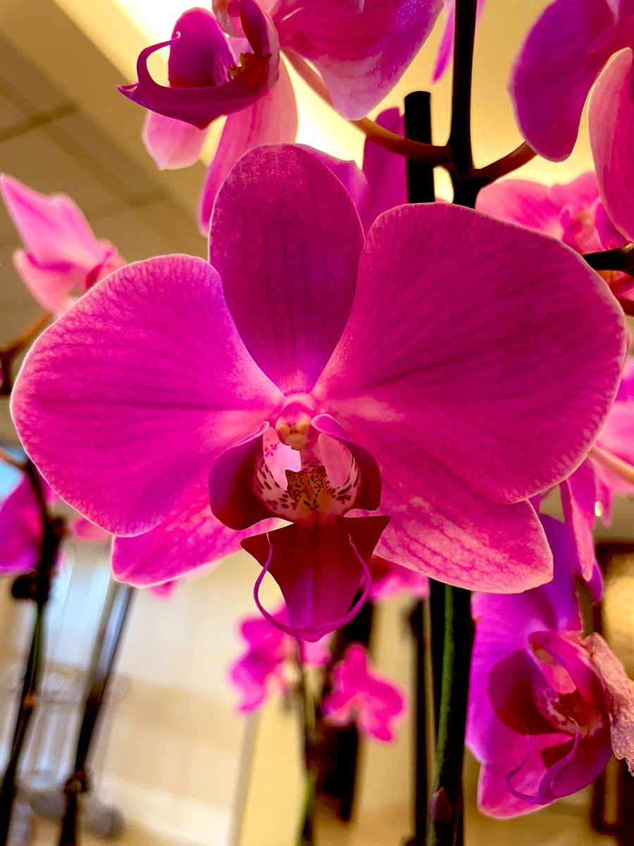 Moth Orchids,is a genus of about 70 species of plants in the family Orchidaceae. Orchids in this genus are monopodialepiphytes with long, coarse roots, short, leafy stems and long-lasting, flat flowers arranged in a flowering stem that often branches near the end.
#FlowerFriday