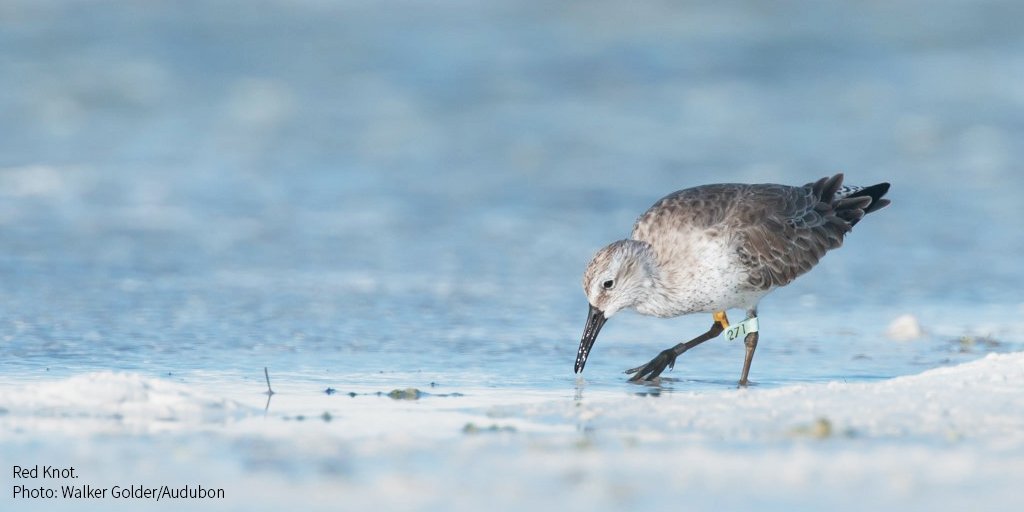 Interested in taking your love of birds to the next level? Audubon’s Coastal Bird Stewardship Toolkit shows you how to launch a beach stewardship program that can protect birds like the Red Knot. bit.ly/2J0iefl #SharetheShore