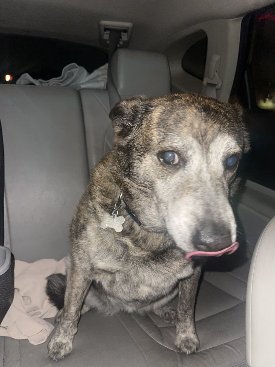 FOUND DOG :
Rabies tags are to Texas Paw Care off Basswood (tried calling to locate owners - they said they haven’t gone through the paperwork to register and would need the month so that was no help) 

Found over off Saramac & Watauga RD near the Elementary & Middle School.