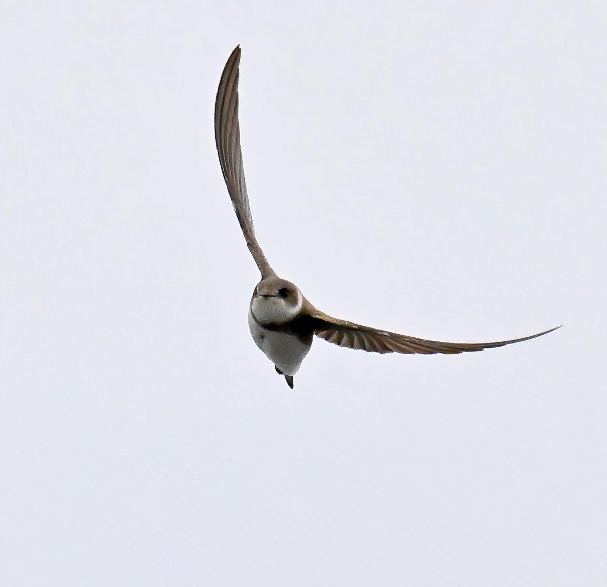 Sand Martin approach. 😀 Taken last weekend at RSPB Ham Wall in Somerset. 🐦