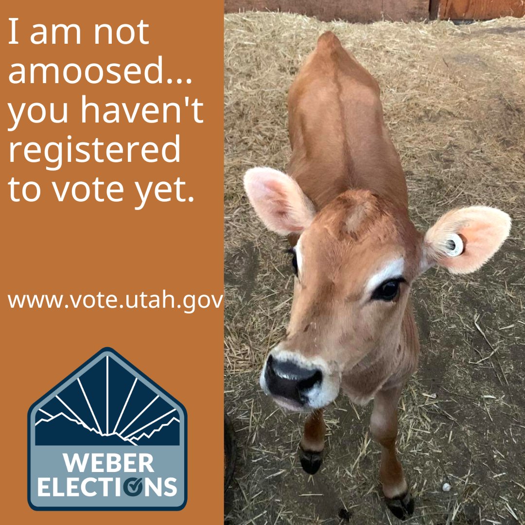 I am not amoosed... you have registered to vote yet!
vote.utah.gov

#weberelections #utahelections #votebymail #voterregistration #cows