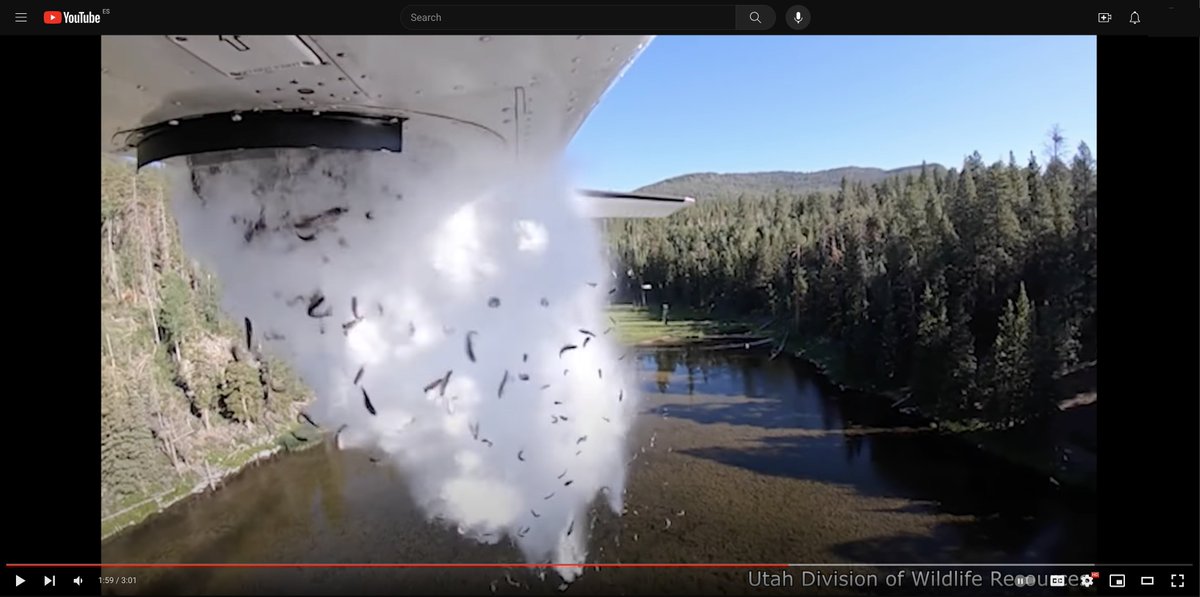 So apparently the USG will drop fish from planes to help fish population numbers in remote mountain regions. Just imagine being with your fish homies and you're taken up into a plane and then dropped from the air lmaoooo rip