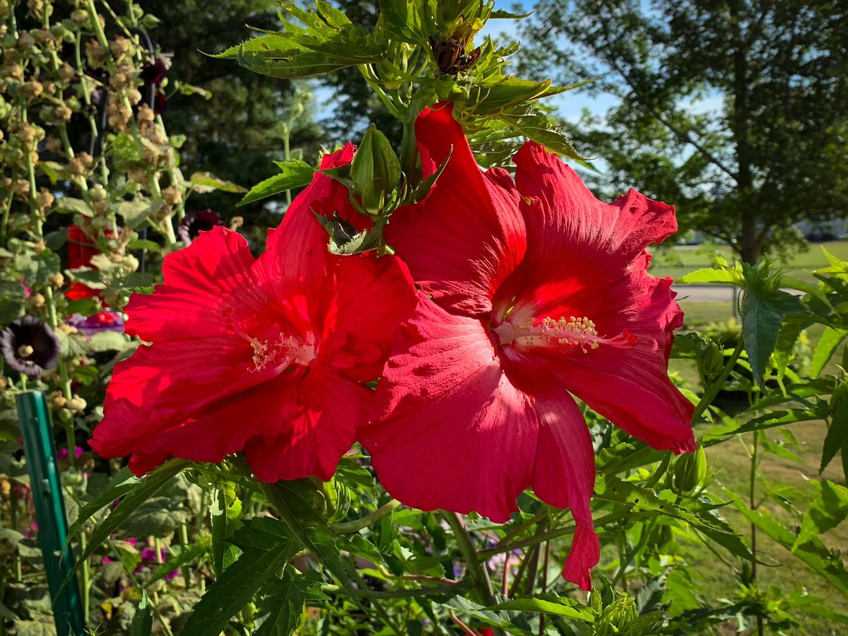 #hibiscus #perennialhibiscus #tropicalhibiscus #malvaceae #doubleredhibiscus #redhibiscus #pinkhibiscus #heartleaficeplant