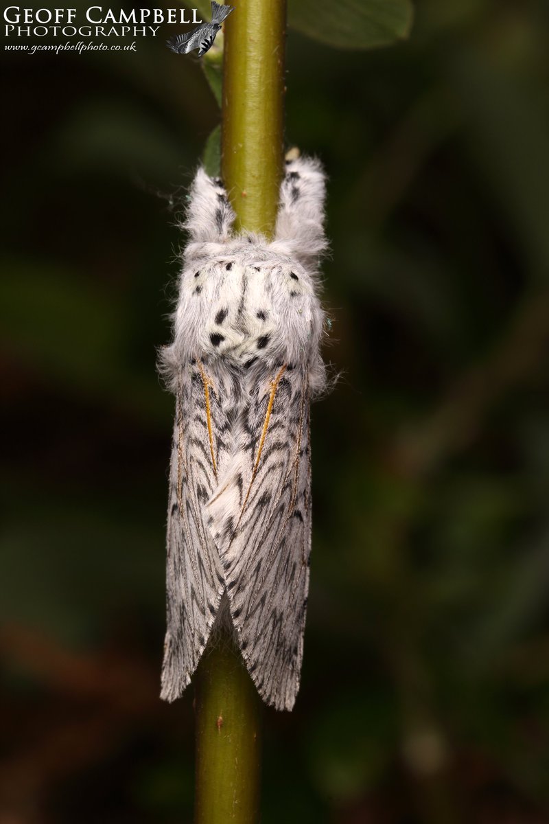 Puss Moth (Cerura vinula) North Antrim, May 24. A pleasant surprise this morning, my first of these stunning big moths of the year. Thankfully numbers and diversity of moths is on the up after a quiet start to the year. #moths #MothsMatter @UlsterWildlife @savebutterflies @BCNI_