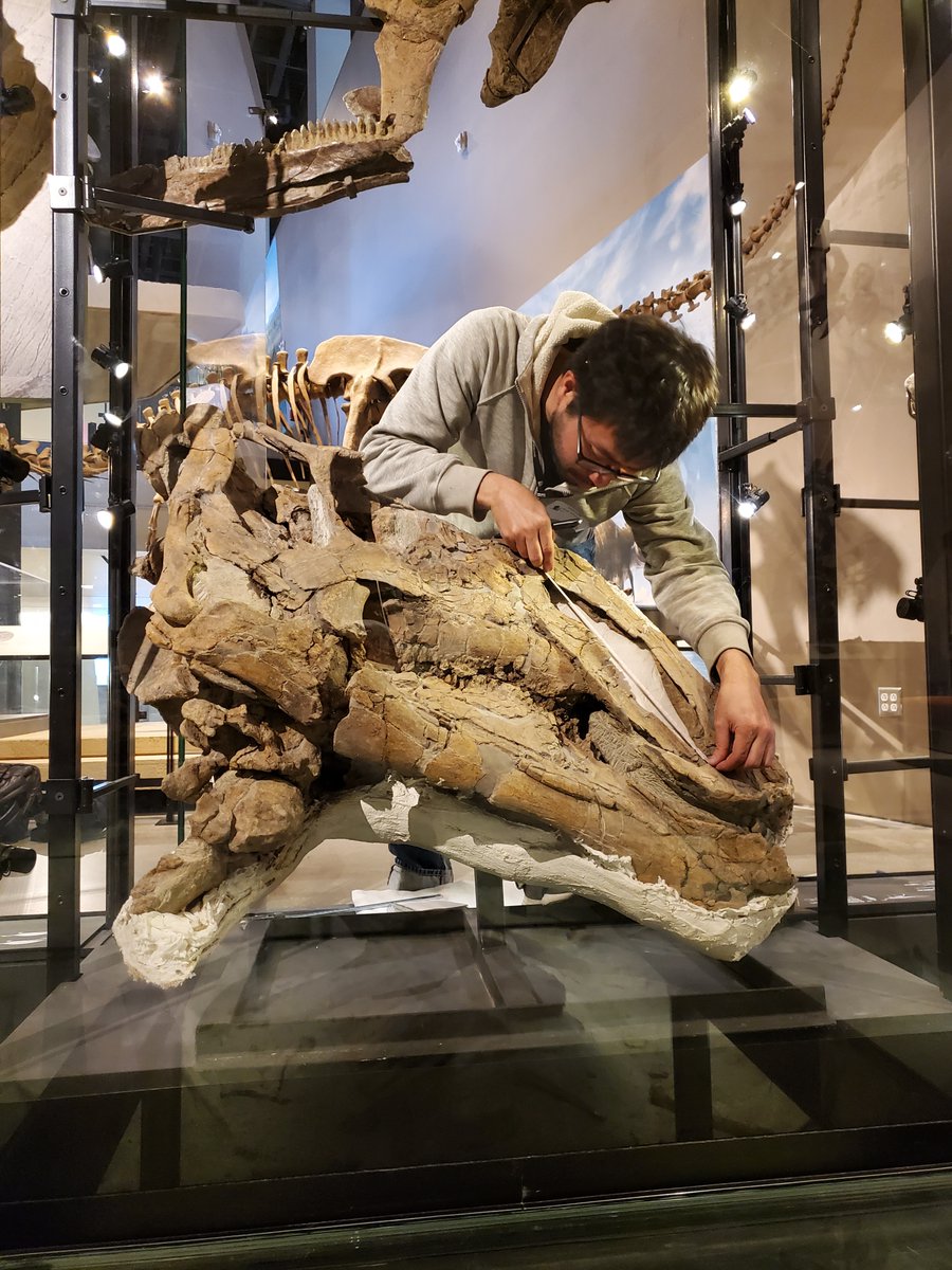 It's #FossilFriday! This week, we had Postdoctoral Fellow Ryuji Takasaki from @UofT_Palaeo visiting our Paleontology Collections and Galleries comparing Hadrosaur dinosaurs from North America. He measured, photographed, and surface scanned our Gryposaurus monumentensis skull.