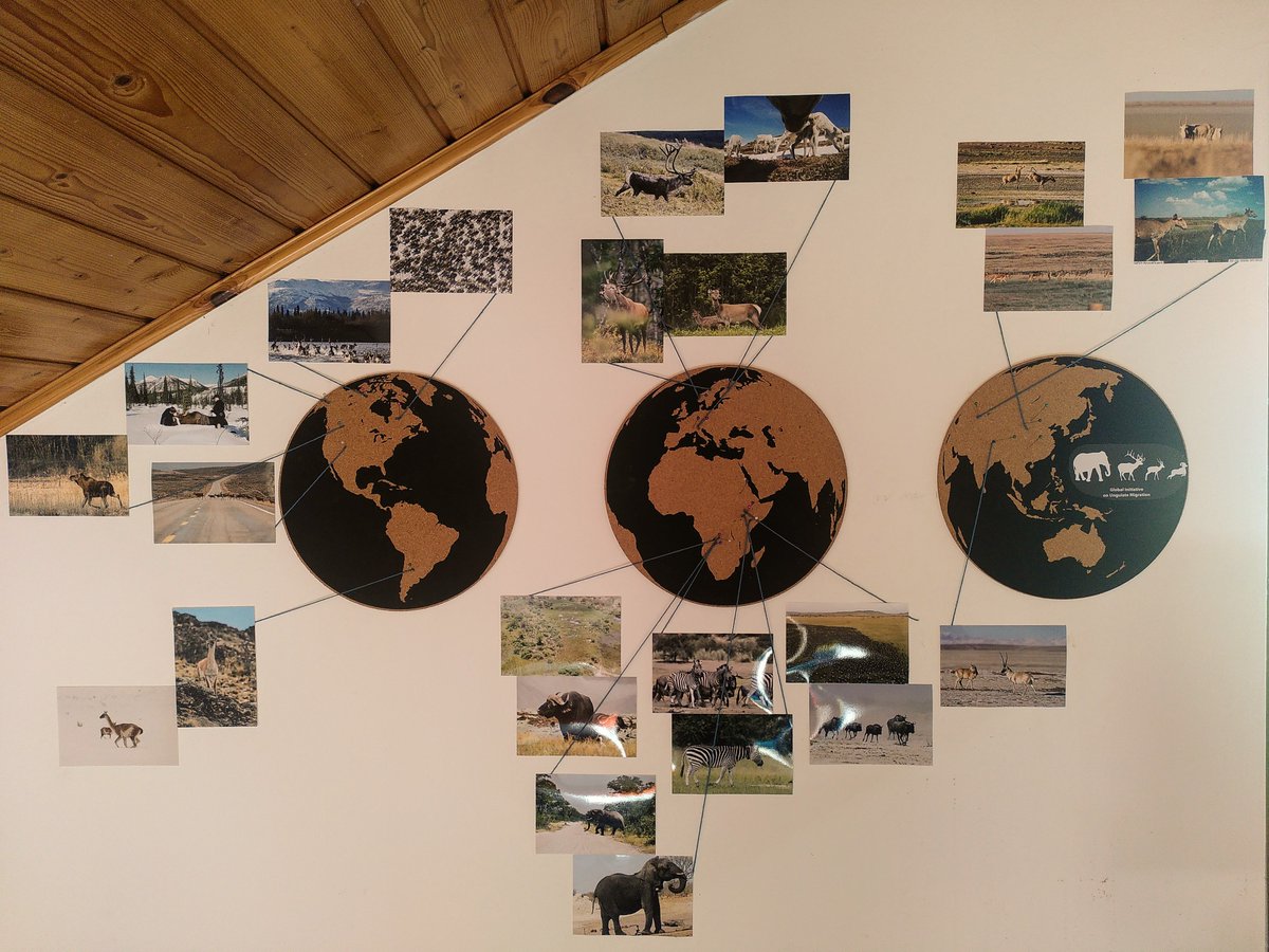 When you find pictures of the ungulate species you have mapped migrations for, you print them, you pin them in order to connect the pictures with the migration locations with a little string .... madness or intrinsic motivation - maybe a bit of both... ?!