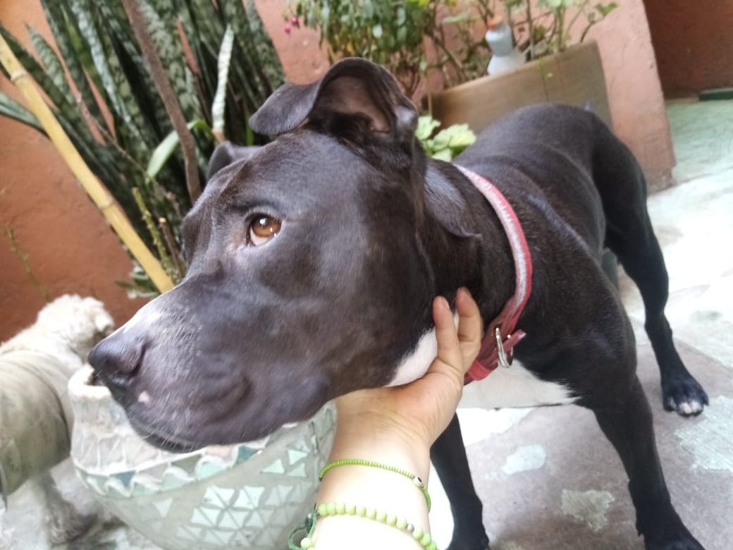 Anímate a conocer a Rocky, es un mini Pitbull, super lindo y juguetón 
#rt #cdmx #Adopta
Wats 5548724347