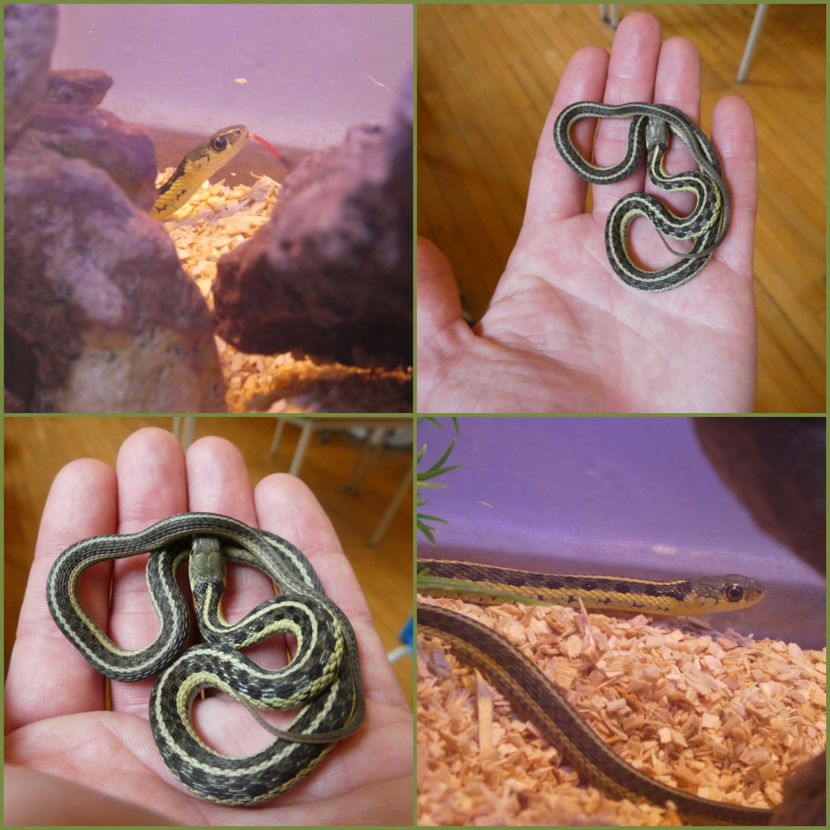 We are 🥰 excited to announce that we have a new class pet! Thank you to @ScalesNaturePrk for this wonderful experience. 🐍 It is a baby male Eastern Garter Snake (Thamnophis sirtalis sirtalis). Less than one y/o! Any name suggestions?

#classpet #snake #YRDSB @YRDSB @YRDSBGetOut