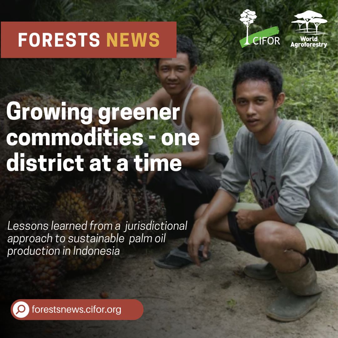 Research by CIFOR-ICRAF shows promising results; from taking a jurisdictional approach to increasing the sustainability of #palm oil plantations in four districts in Indonesia. 🇮🇩 

Learn more: bit.ly/4cKf3HC

#Trees4Resillience