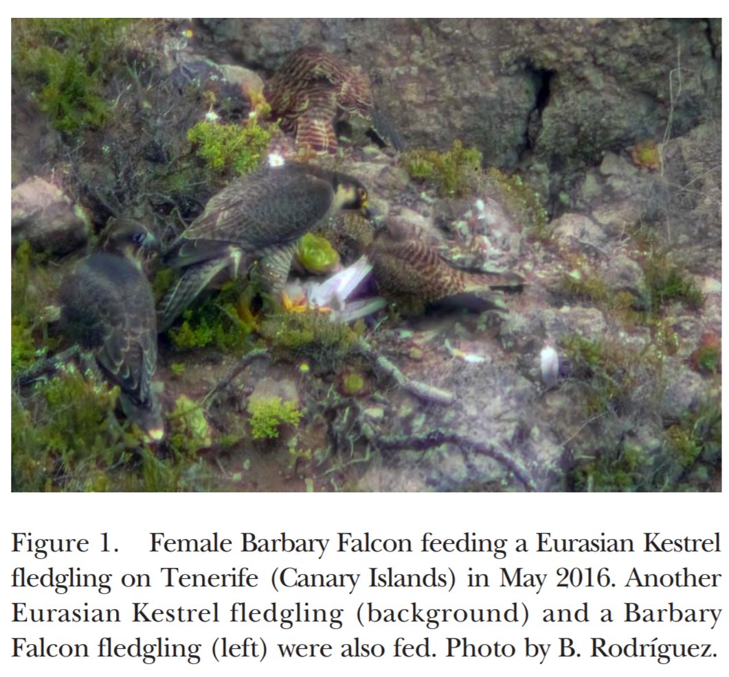 Se oye comentar a las gentes del lugar... de cada cinco pollos de cernícalo, uno es falcón. Alloparental Care of Eurasian #Kestrel (#Falco tinnunculus) Broods by Barbary #Falcon (F. peregrinus pelegrinoides) doi.org/10.3356/jrr2384