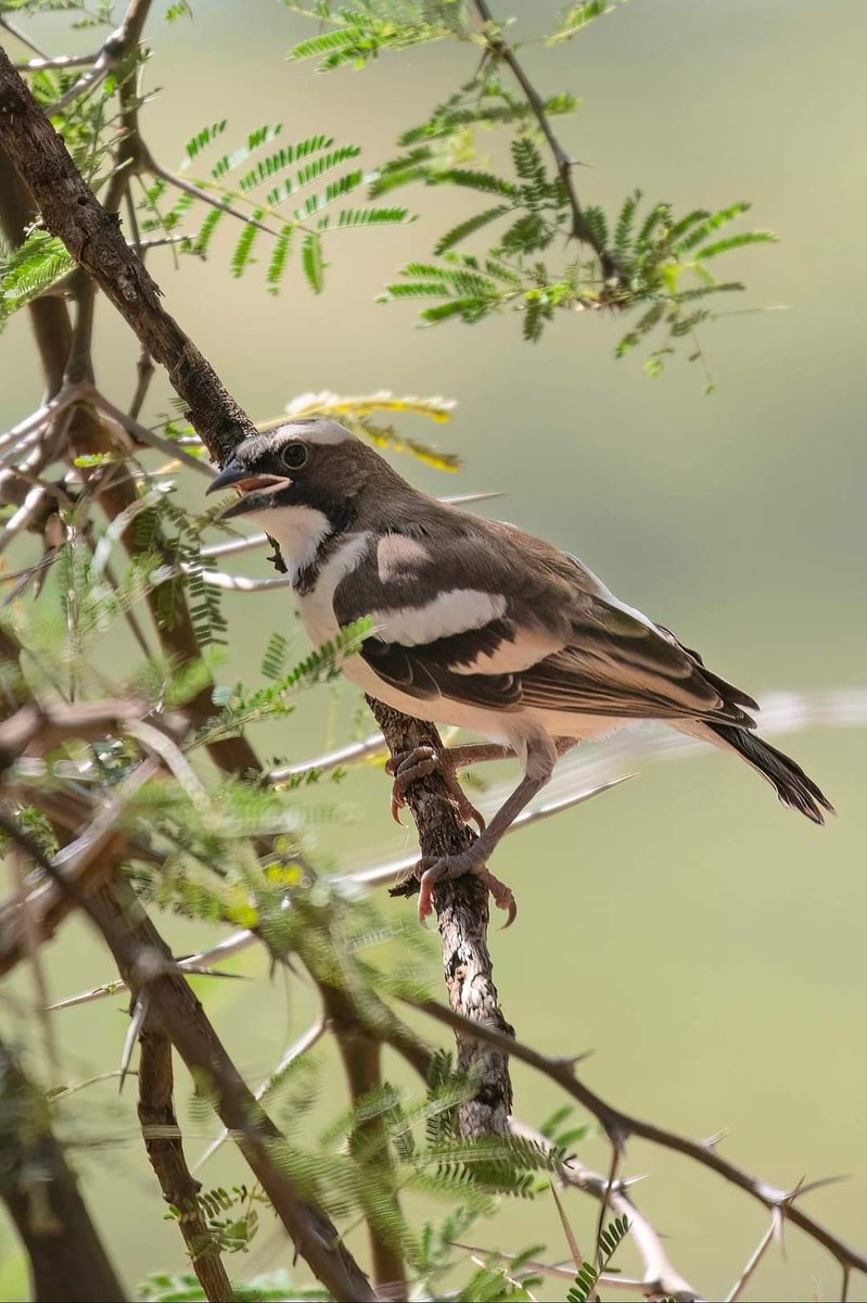 Luxitafrica's tweet photo. Birds of samburu
White Browed Weaver Bird.
📷Mark
#ExploreSamburu
#HiddenGemsOfKenya
#BirdwatchingSafaris https://t.co/4b4rSBpjfi