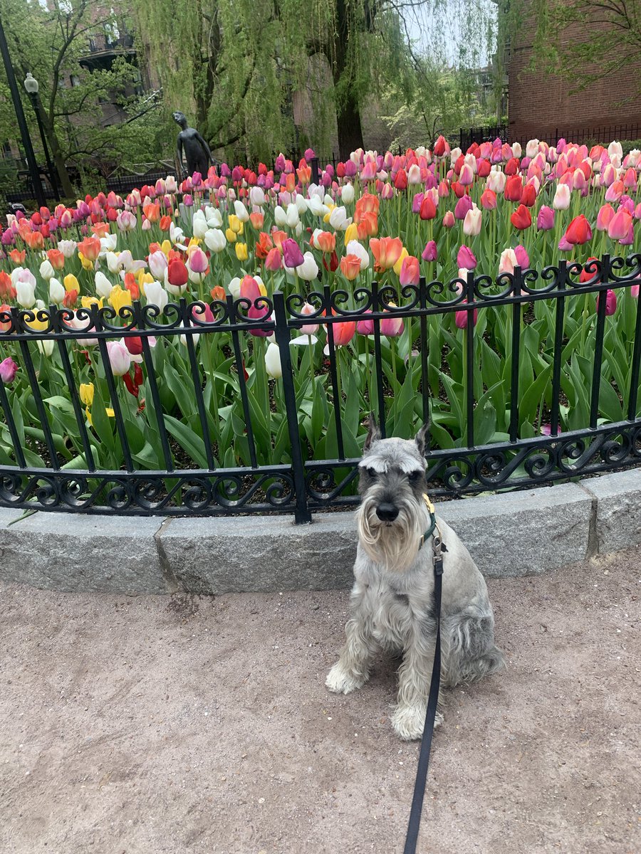 Maslow loves May flowers.