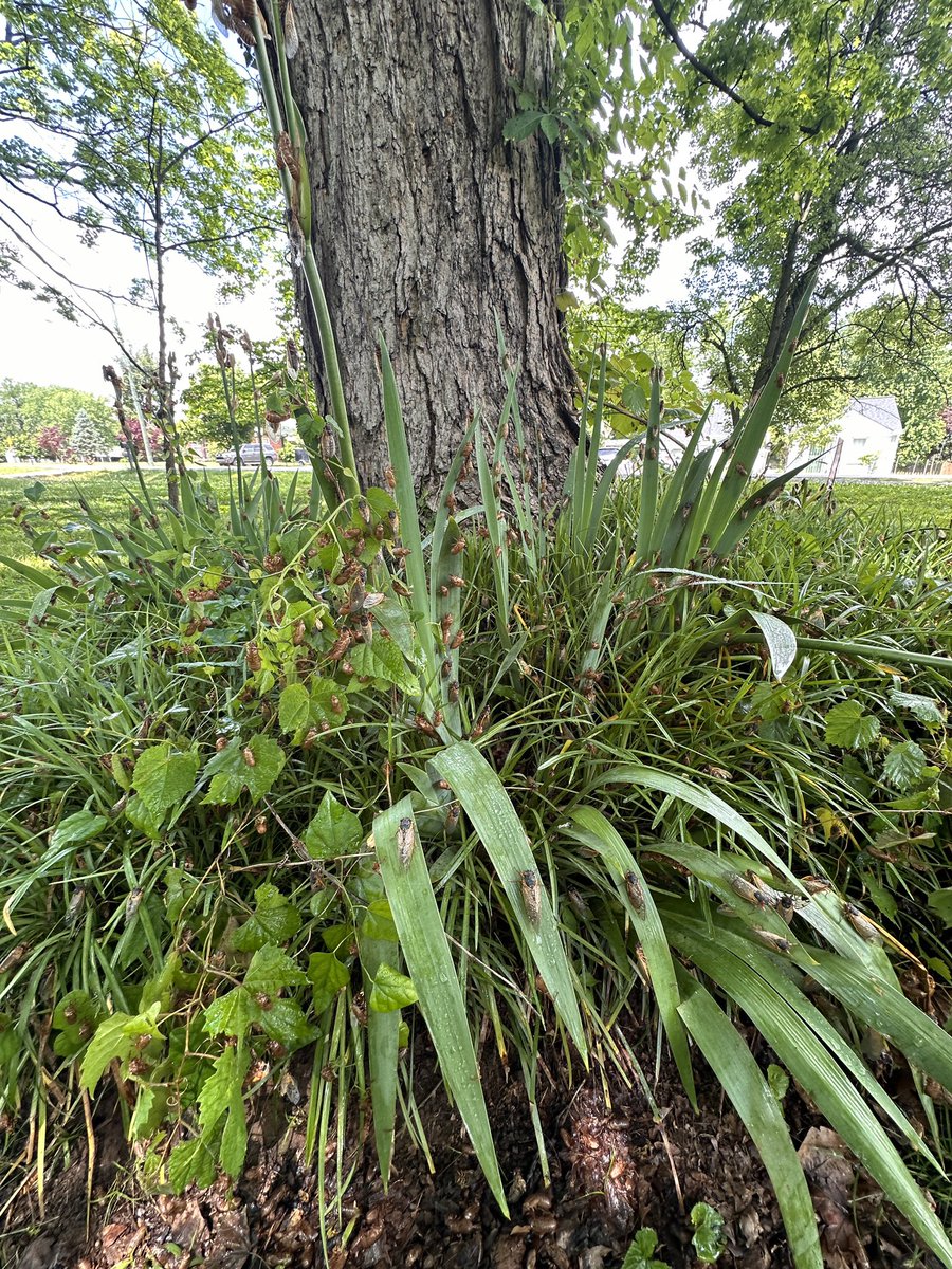 calling in orbital laser