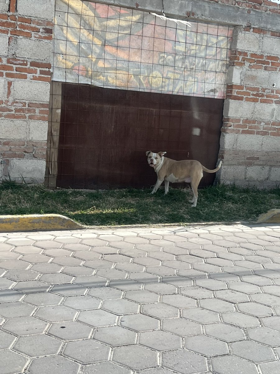 Hace unos años hice una denuncia porque en esta casa tienen a esta perrita muerta de hambre y HOY nuevamente embarazada. Otro caso más del @IBAGobPue que no hizo nada, ni siquiera pudieron gestionar para ayudarles a esterilizar.