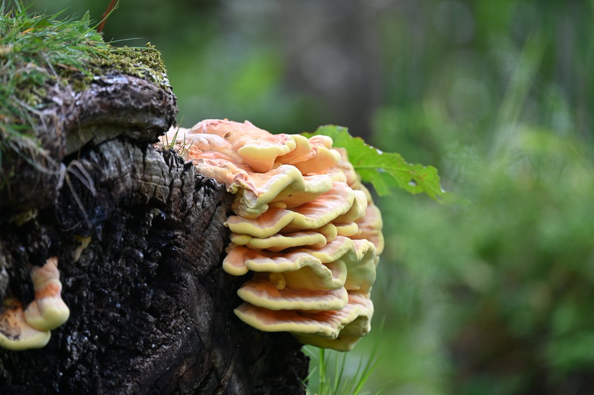 It's back! Very odd how it skips a year and returns in exactly the same spot. Although this year it's growing out the side of the stump slightly. Chicken of the Woods (Laetiporus sulphureus). Hope nobody cuts it down like 2 yrs ago.