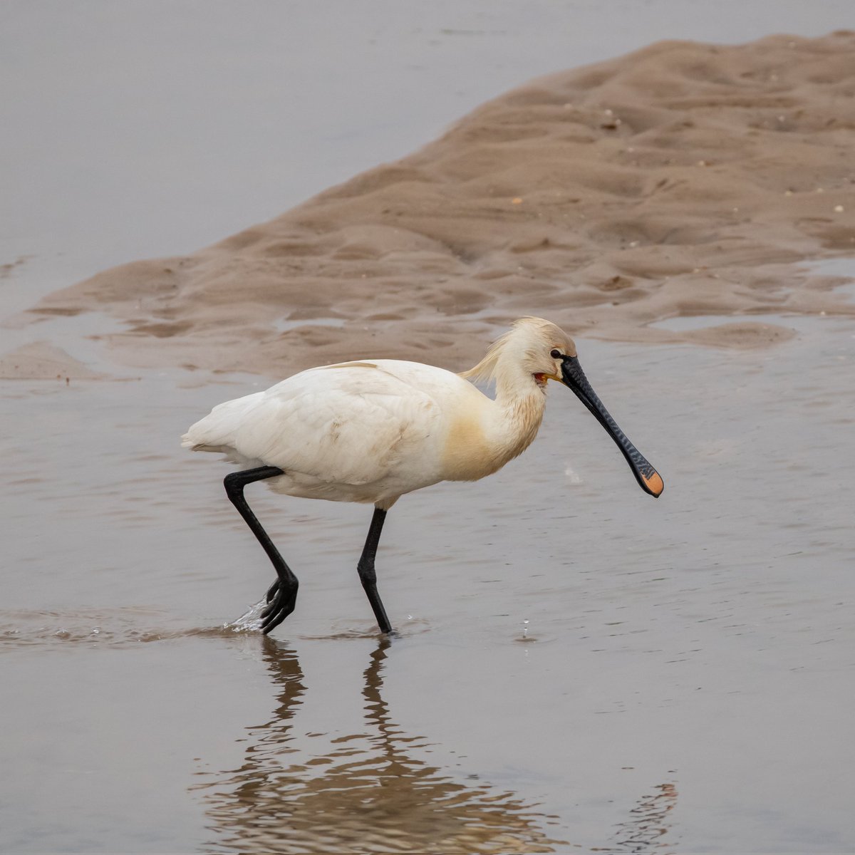 CitrusBirding's tweet photo. Amazing experience with a Spoonbill very close in at Wells-next-the-sea on Sunday. https://t.co/6KrHMYkkwQ