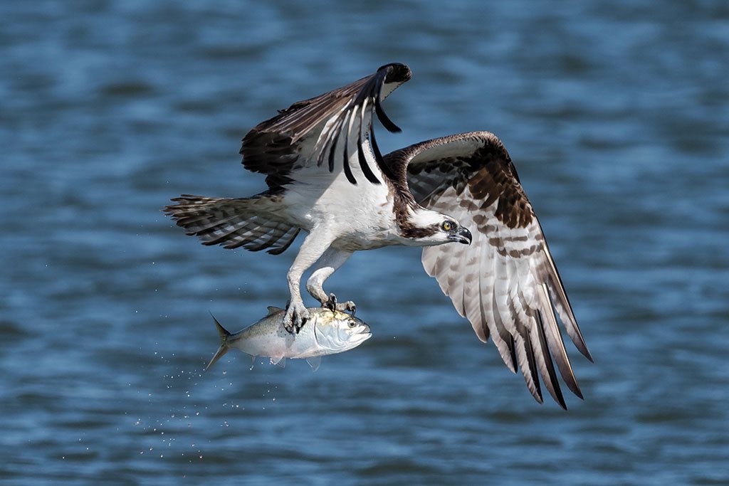 🚨FACT FRIDAY🚨 There are lots of birds who eat fish, but not nearly as many who dive feet first, fully submerge themselves, and still fly away! We’ve mentioned Ospreys have zygodactyl feet, but did you know they will even orient the fish forward in flight to reduce drag?