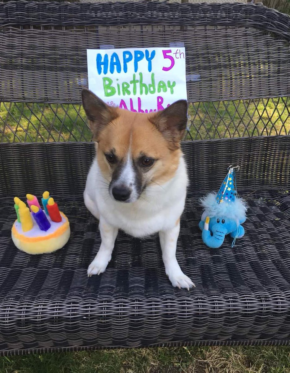 Sharing from Sherry Kline 'My Abby just celebrated her 5th birthday! She is still the best girl ever!' ➡️facebook.com/share/p/kbkVbZ… ABBY, #SouthKorea #DogMeatTrade survivor #SaveKoreanDogs our #SuccessStories