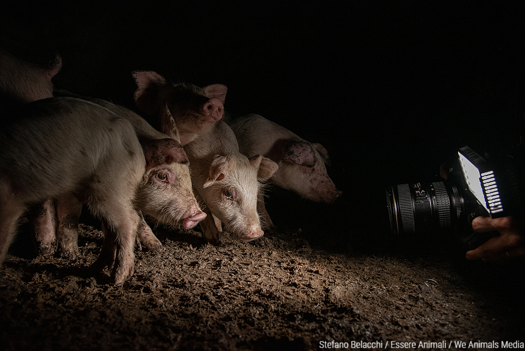 The cruelties of factory farming happen in the dark. On #WorldPressFreedomDay, we honour the brave work of journalists, whistleblowers and activists who bring animal abuses to light.