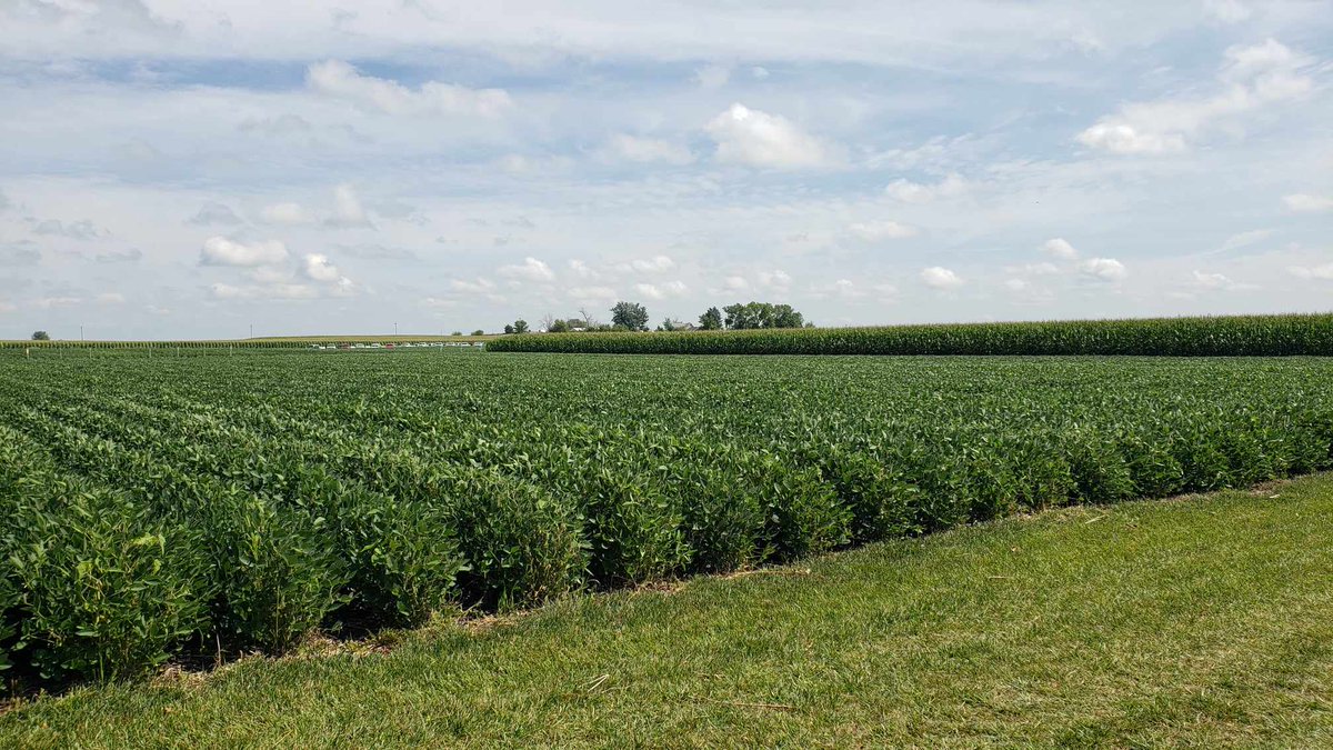 IowaAgRadioNetwork (@iowaagradio) on Twitter photo STORY: The latest tool to help growers battle SCN
Troy Bauer of <a href="/BASFAgro/">BASF Agricultural Solutions</a> joins <a href="/IowaAgRadio/">IowaAgRadioNetwork</a>
to discuss how SCNfields.com can help a grower build a complete SCN management strategy.
iowaagribusinessradionetwork.com/the-latest-too… STORY: The latest tool to help growers battle SCN
Troy Bauer of <a href="/BASFAgro/">BASF Agricultural Solutions</a> joins <a href="/IowaAgRadio/">IowaAgRadioNetwork</a>
to discuss how SCNfields.com can help a grower build a complete SCN management strategy.
iowaagribusinessradionetwork.com/the-latest-too…