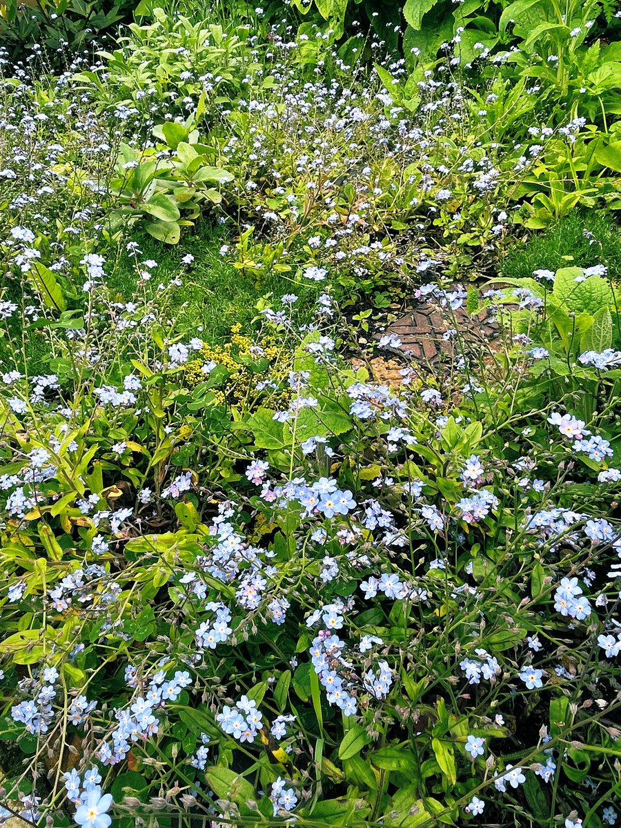 Slowly converting our lawn to other things. Requires a mental shift when deciding if ‘tidy’ is important (not really) and tolerance of your own weeding failures (significant) but love how it changes month on year as it develops #forgetmenot #NoMowMay