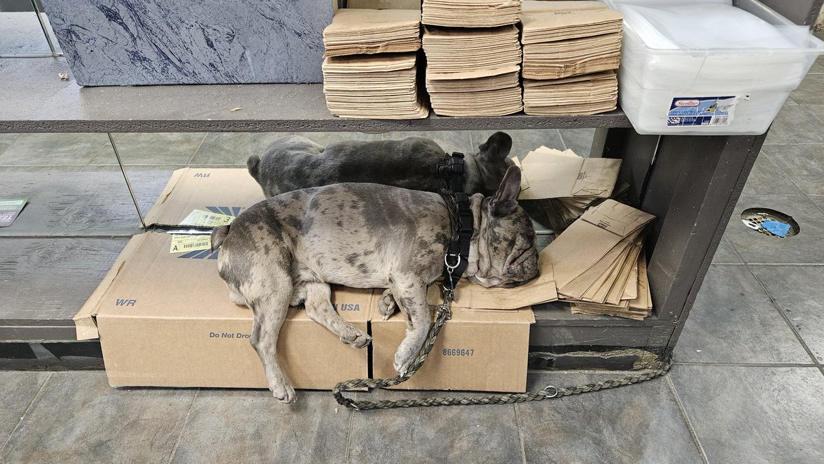 Marurashi's tweet photo. Never did I ever think my cardboard cutting skills would be so handy.
Also this is Gus, he's the manager. https://t.co/s13PNNS74H