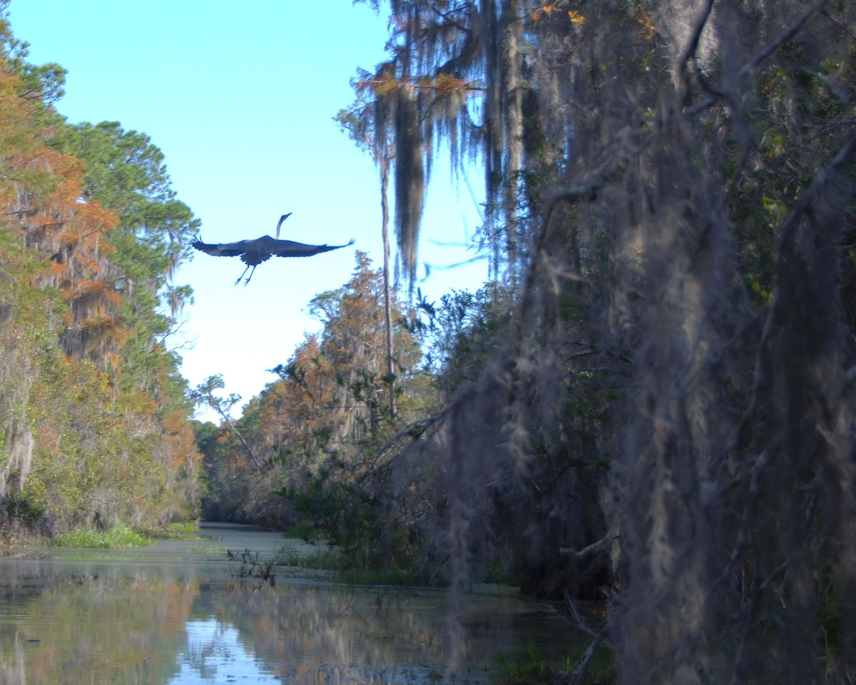 The Okefenokee Wilderness and National Wildlife Refuge in Georgia is way too precious to allow a mine to be constructed at its doorstep.

A big thank you to thousands of our members who have taken action! Stay tuned for more ways to help #KeepItWild. 

 📸 Steve Brooks