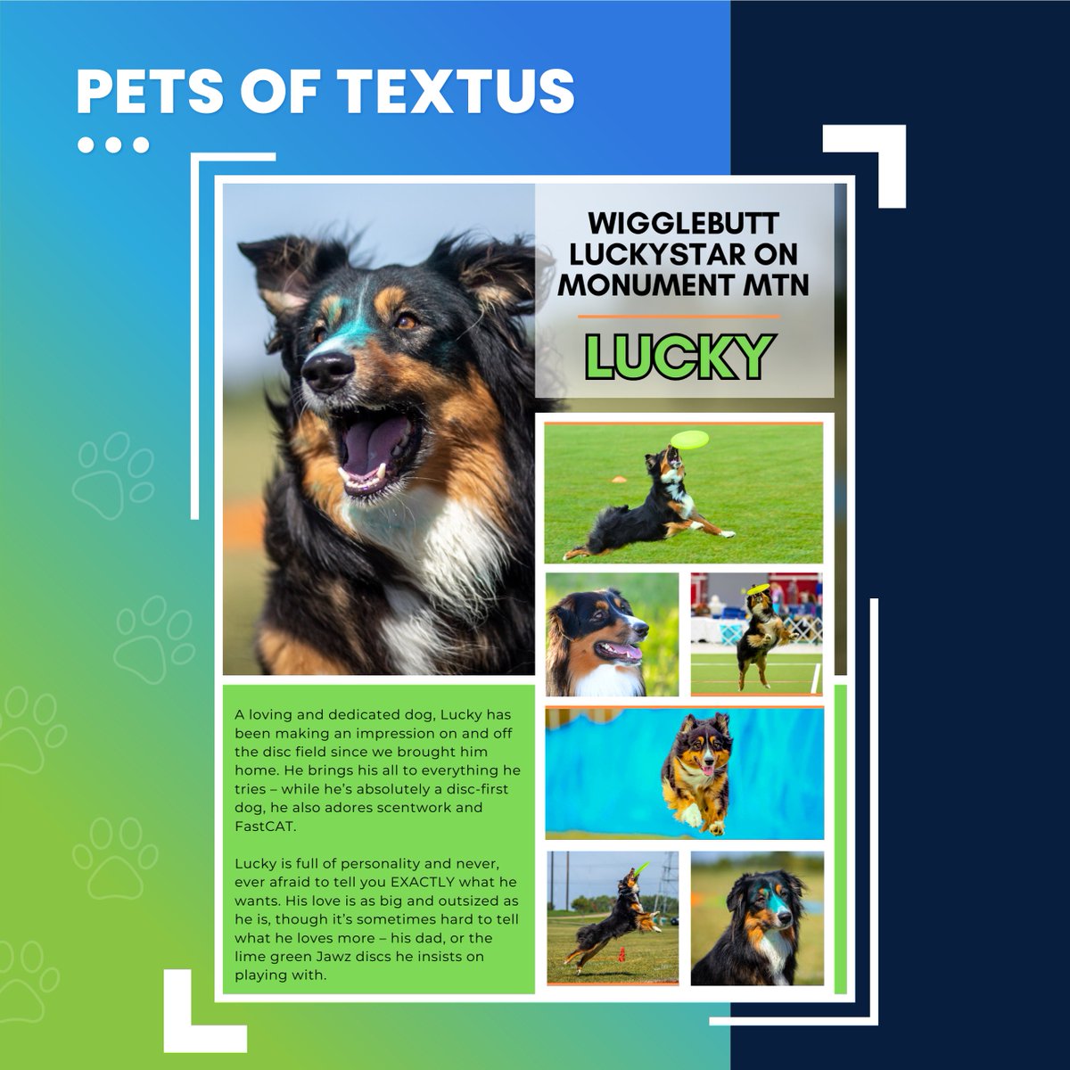 🐶 Pets of TextUs 🐱

This week's featured pet is Andrew's dog, Lucky! He was born to play sports. Andrew's family has taken him all around the country to compete for disc and has been on ESPN! 🏆

#textus #pets #animals #dogoftheday