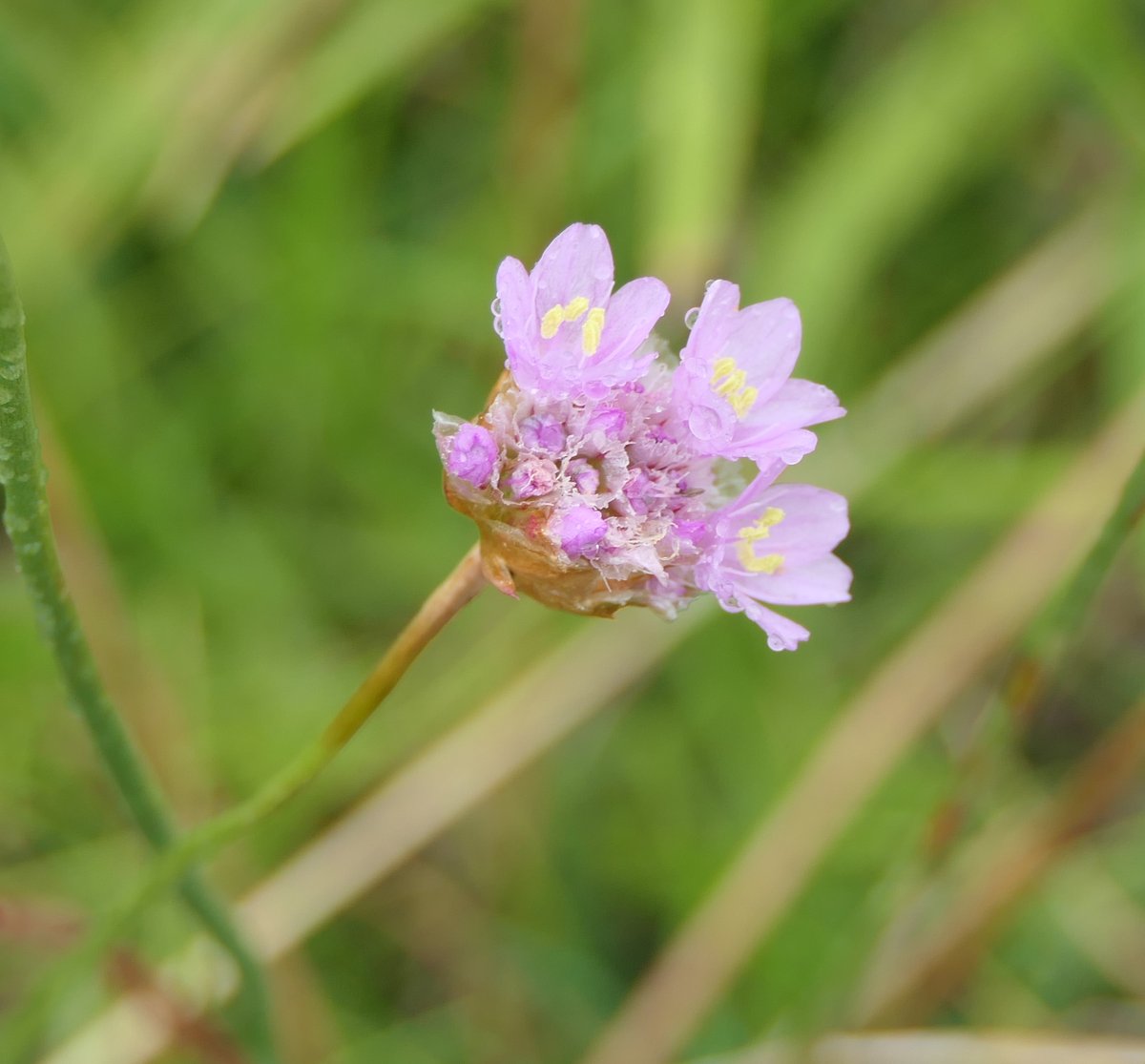 die Strand-Grasnelke (Armeria maritima), die auch gerne als Zierpflanze genutzt wird. (2/n)