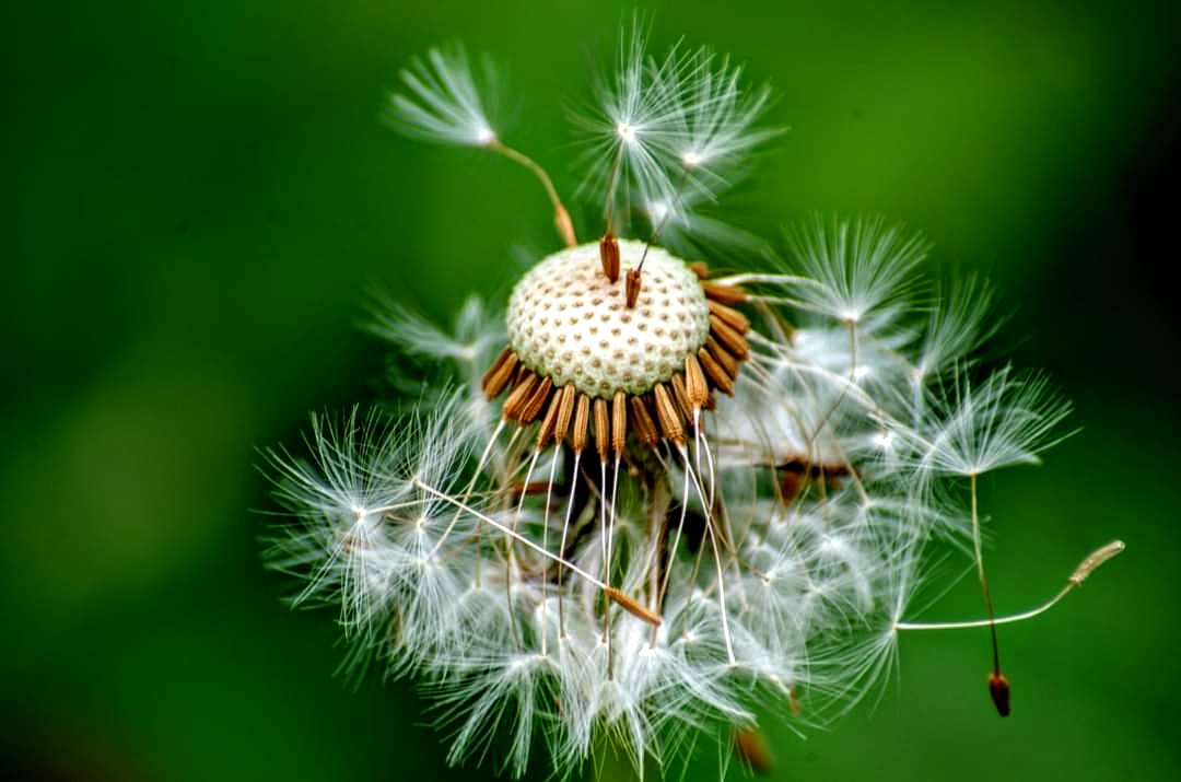 You never get 2 the same I'm quite addicted to them#nature
#dandilionflock#macrophotography
#ThePhotoHour