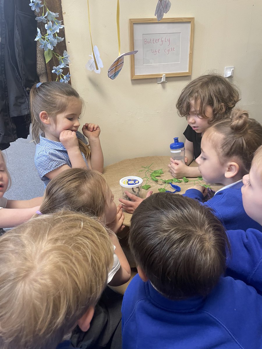 Such brilliant discussions around our butterfly table this afternoon! The children were thinking about what stage will come next in the cycle! 🧐 🐛 🦋 @Shoreside1234 @MrPowerREMAT