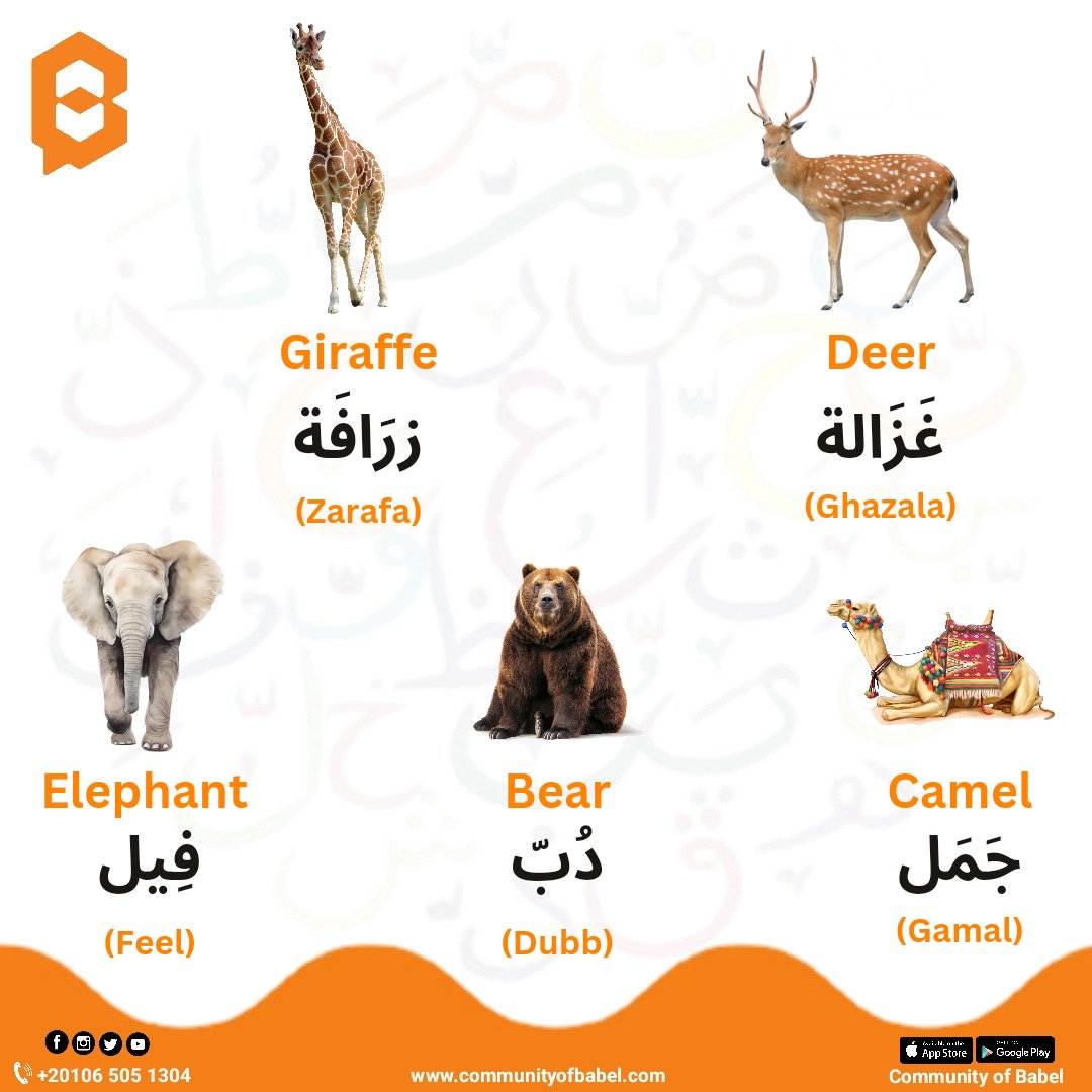 📌 Let's learn the names of some animals in Egyptian Arabic
👉🏻 Get your free trial Arabic lesson now
forms.gle/6cEnrxP3jvPHhh…
👉🏻 For more Arabic lessons
communityofbabel.com/en
#Arabic #learnarabic #learnarabiclanguage #learnarabiconline #learning   #Learn_Arabic #communityofbabel