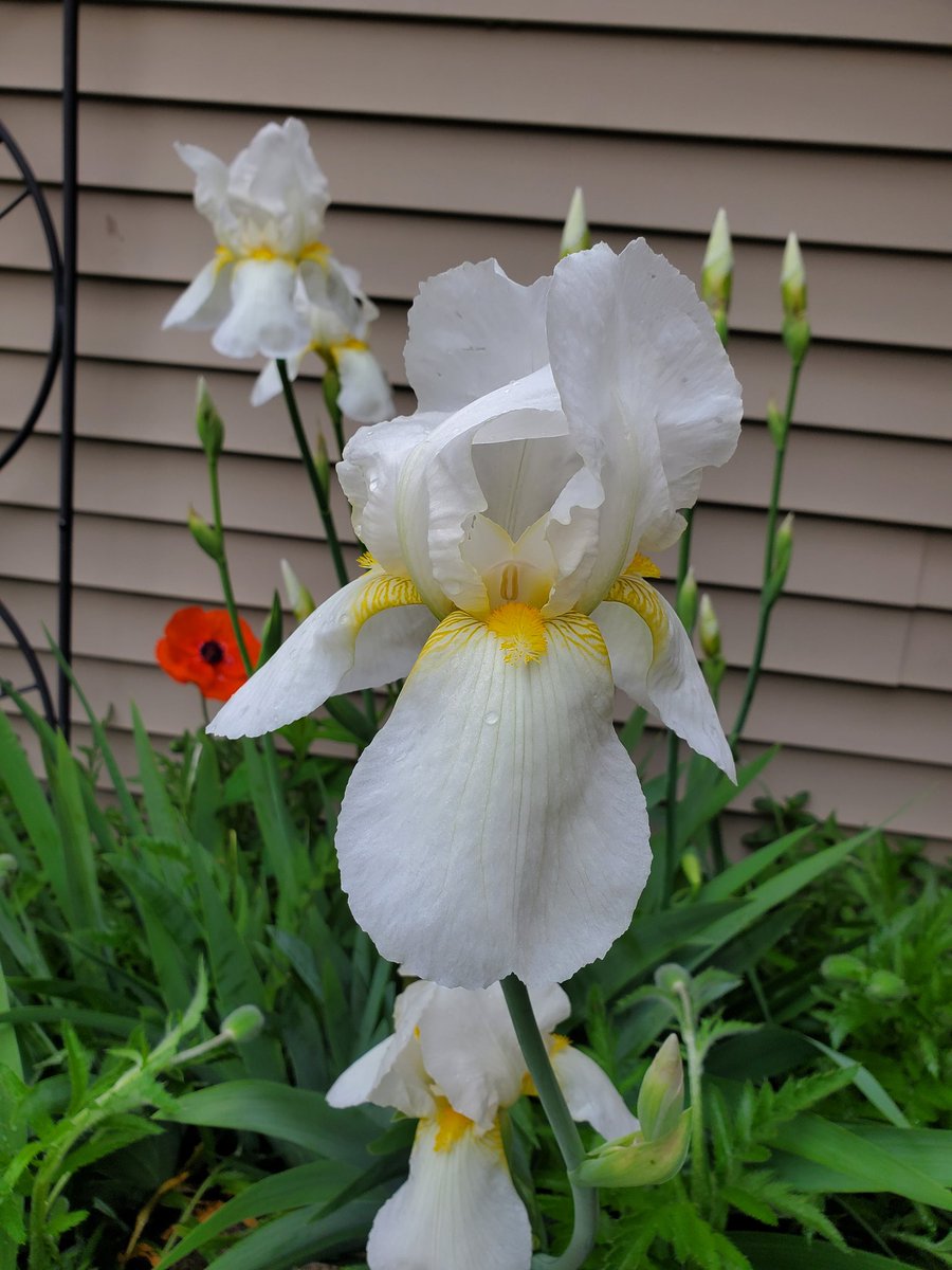 The tallest iris are now starting to bloom.  I'll have to paint some after I finish a recent 33' steelhead commission.