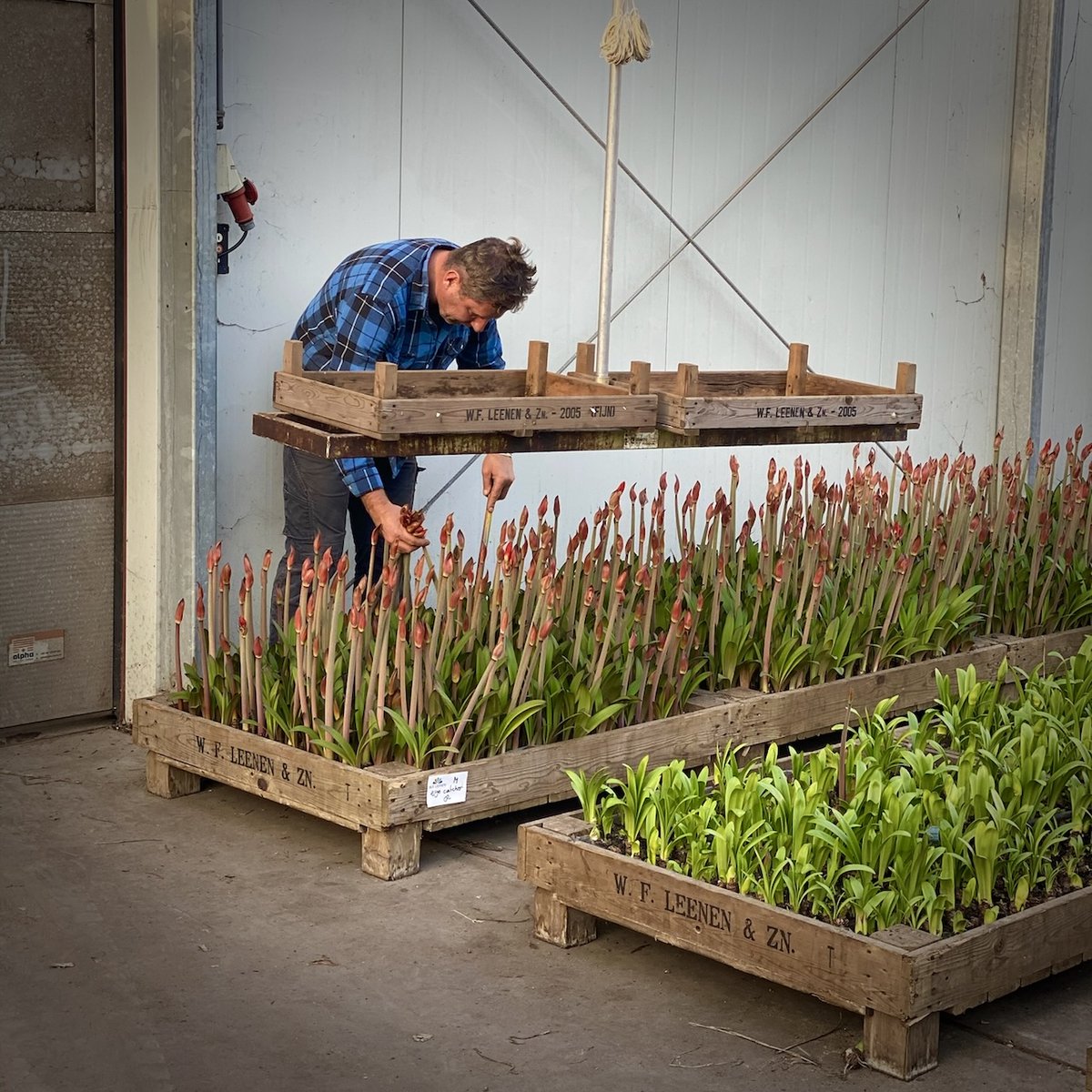 Behind the scenes: We are lucky to work closely with the growers and suppliers in Holland to make sure you get the freshest blooms. 🧑🏻‍🌾
#HoekFlowers #Hertfordshire #HemelHempstead #MaplesFlowers