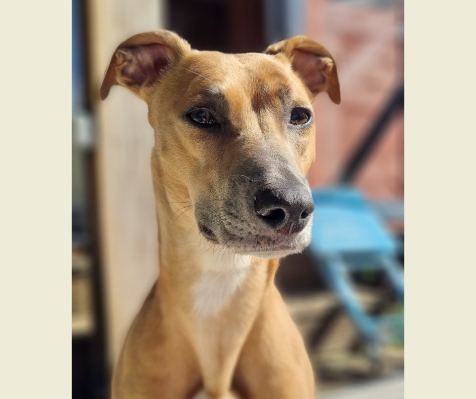 ✨ CDCH's Rehoming Roundups ✨ Stunning Sky! ✨ In the space of a year, this beautiful girl has grown so much in confidence in the loving care of her adopter. Sky can be a nervous girl but has come on leaps and bounds making new doggy and human friends.