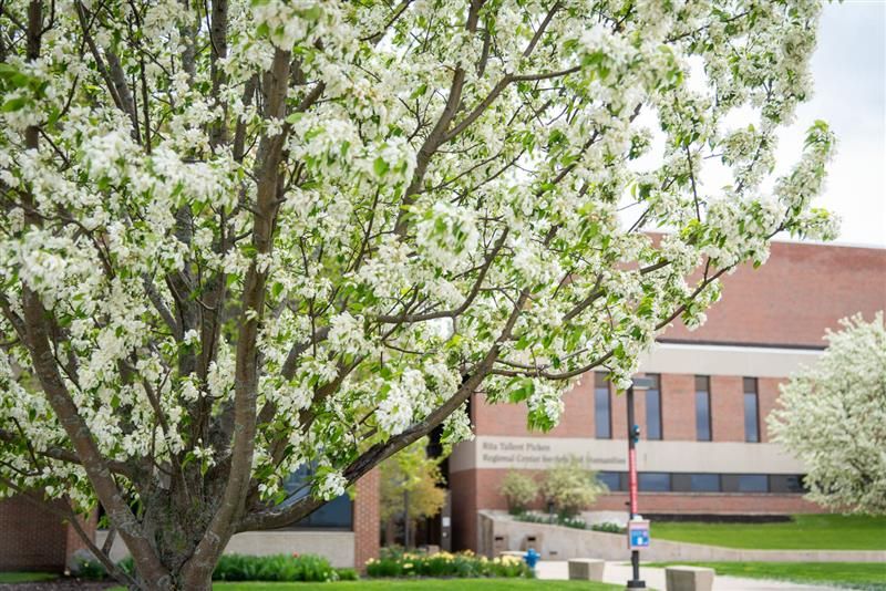 On campus, Spring is in full bloom! 
Spending time in nature has been proven to reduce stress levels, so spend more time outside enjoying this beautiful weather to lessen your pre-finals anxiety. 

#UWParkside #PhotoOfTheWeek #Spring