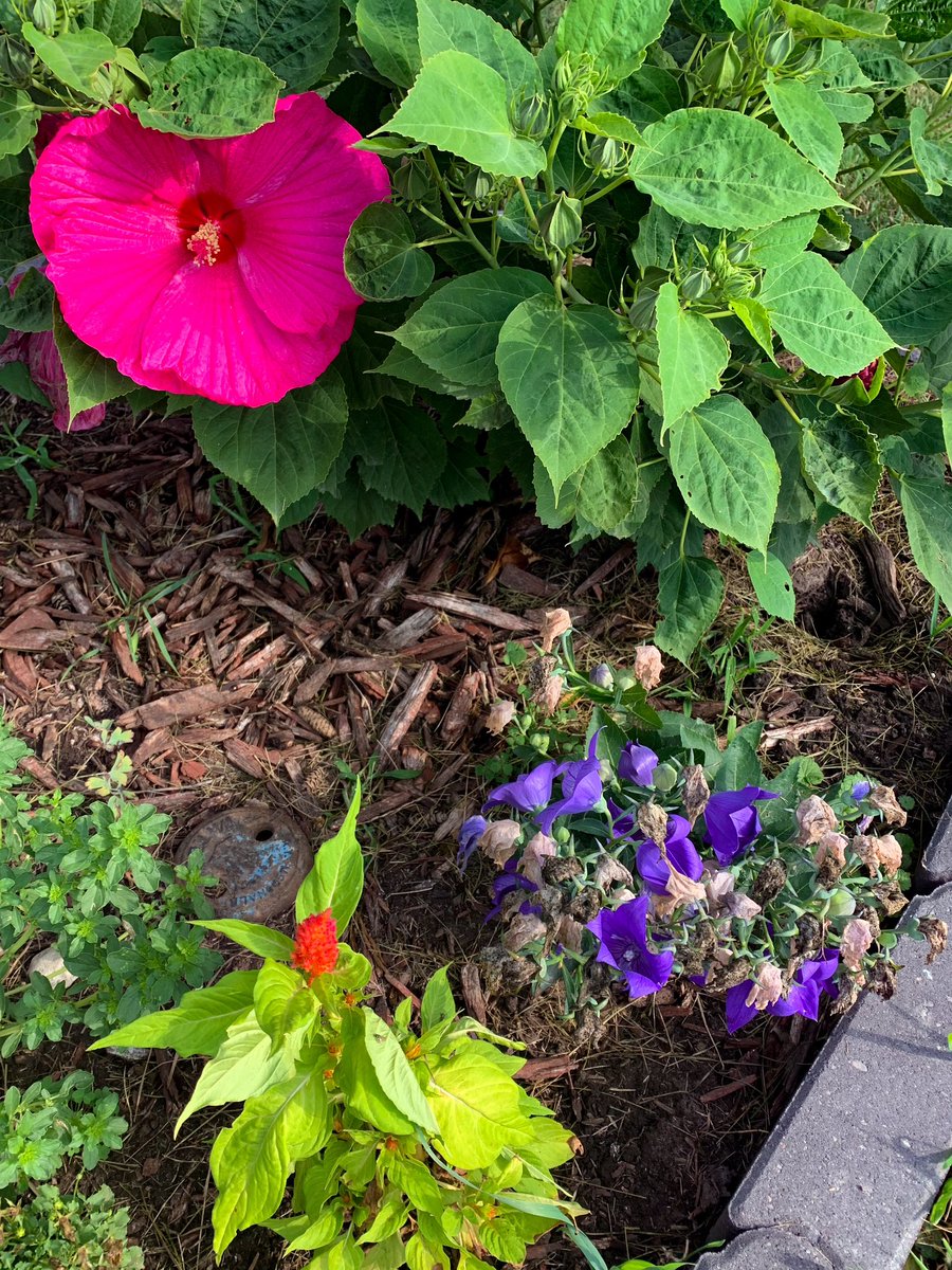 #hibiscus #perennialhibiscus #malvaceae #pinkhibiscus #balloonflowers