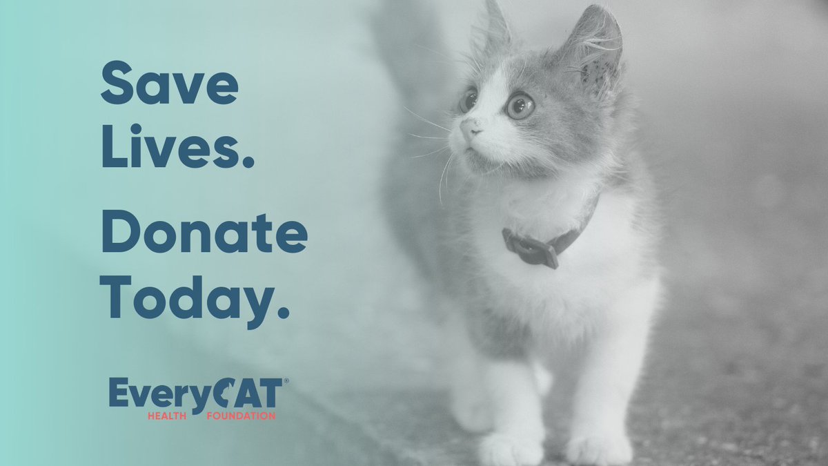 Why Donate to EveryCat? 

Since 1968, we have funded necessary, meaningful research that benefits cats today and for generations.

ow.ly/KlrT50RtRl3

#everycathealth #cathealth #cat #cats #felinehealth #felinemedicine